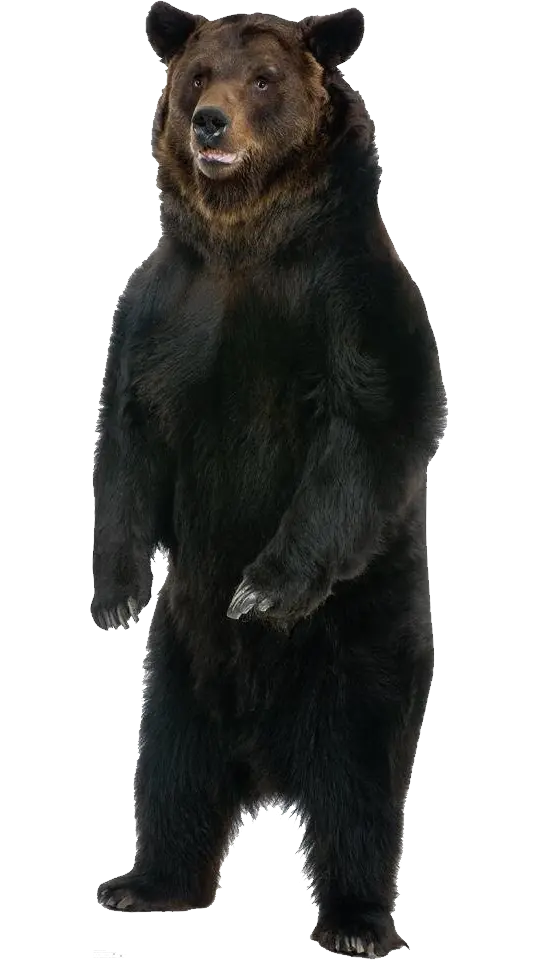 Profile image PNG of a bear standing on two legs