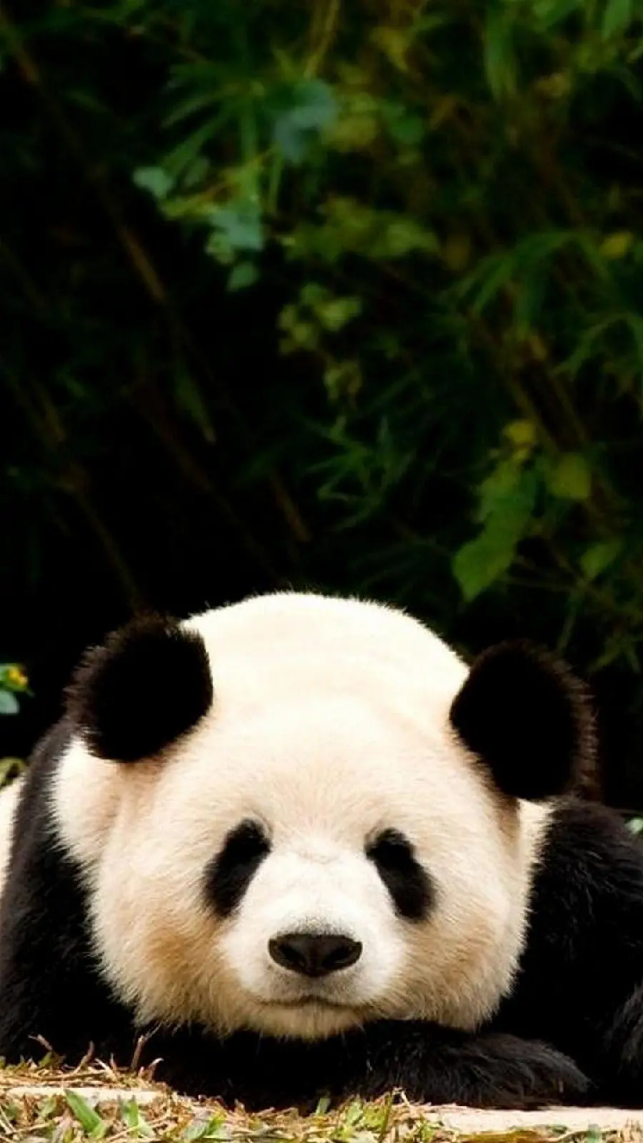 Spectacular Panda Wallpaper for iPhone Background and Profile 