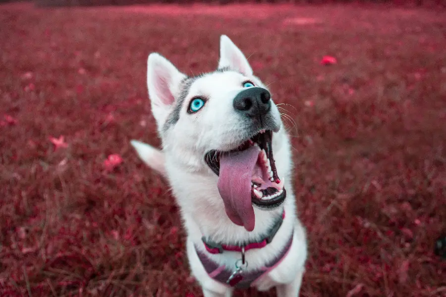 Beautiful Husky Background Image with Red Background
