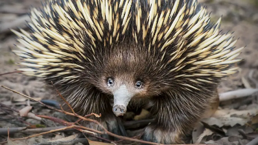 Anteater or Spiny Anteater or Echidna