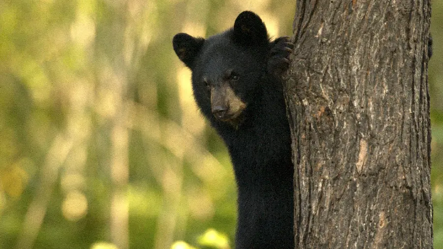 Free stock photo for animal lovers HD bear