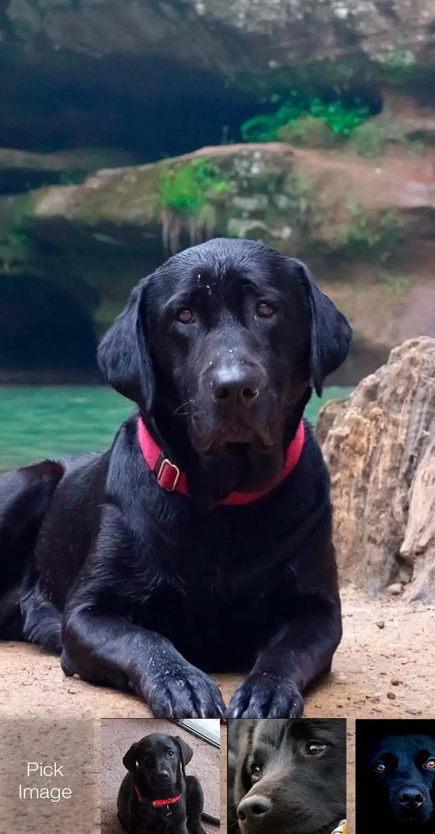 Amazing black Labrador Retriever background photo for mobile phone