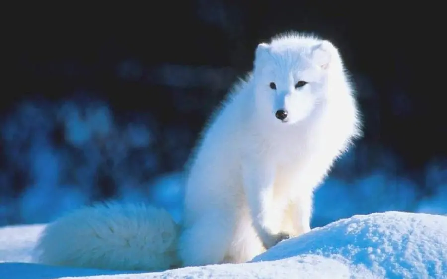 A very beautiful image taken of an arctic fox