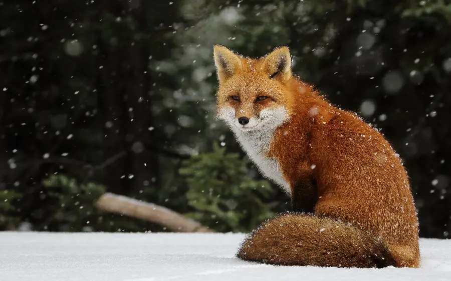 Free HD Wallpaper of Arctic Fox for Printing on Mouse Pad
