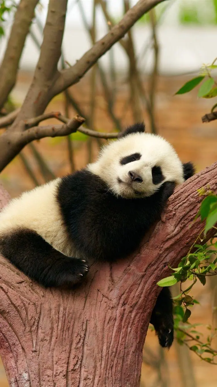 Free iPhone wallpaper of a sleepy baby panda