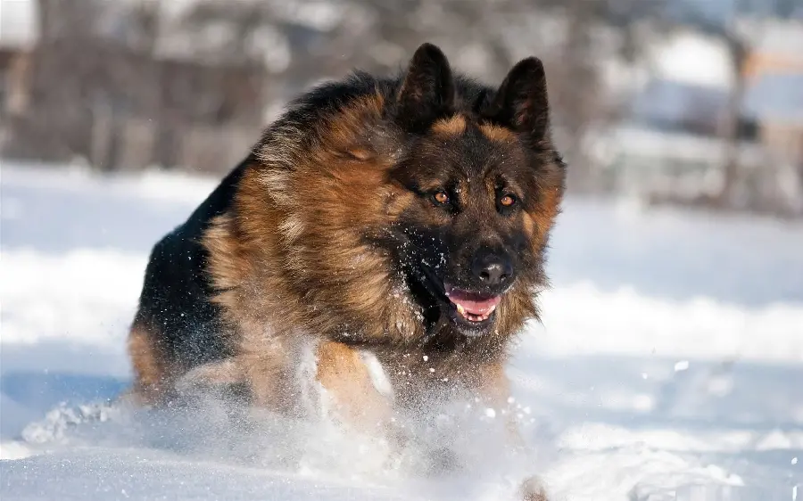 Awesome photo of a working and guarding German Shepherd Rex Dog