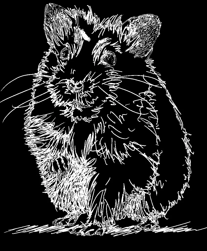 Realistic Hamster Drawing Hamster Image Cut Out PNG