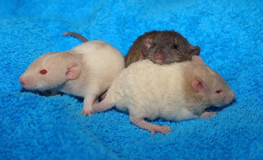 Image of several newborn lab mice