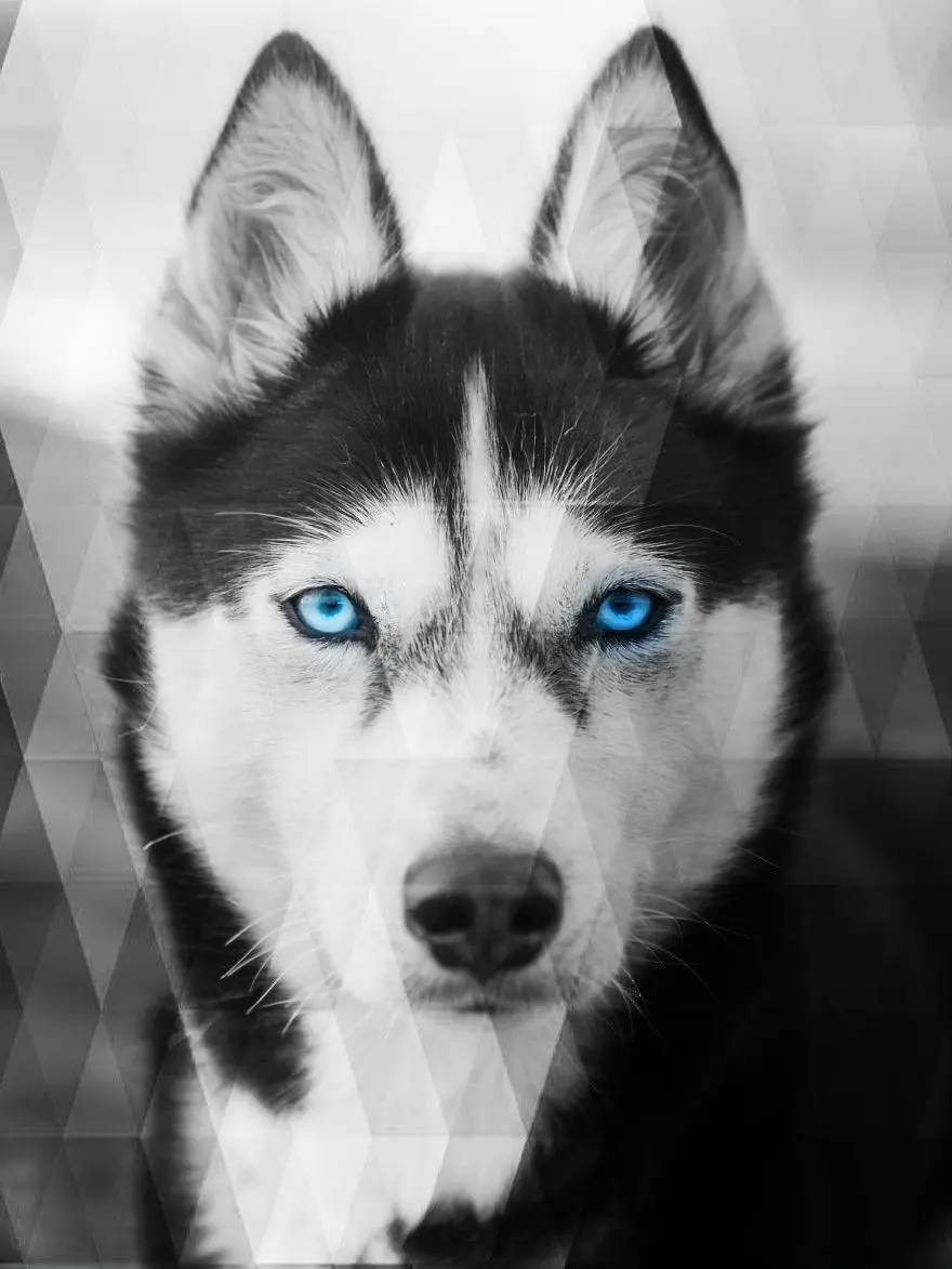Incredibly beautiful profile photo of a popular Husky dog ​​breed