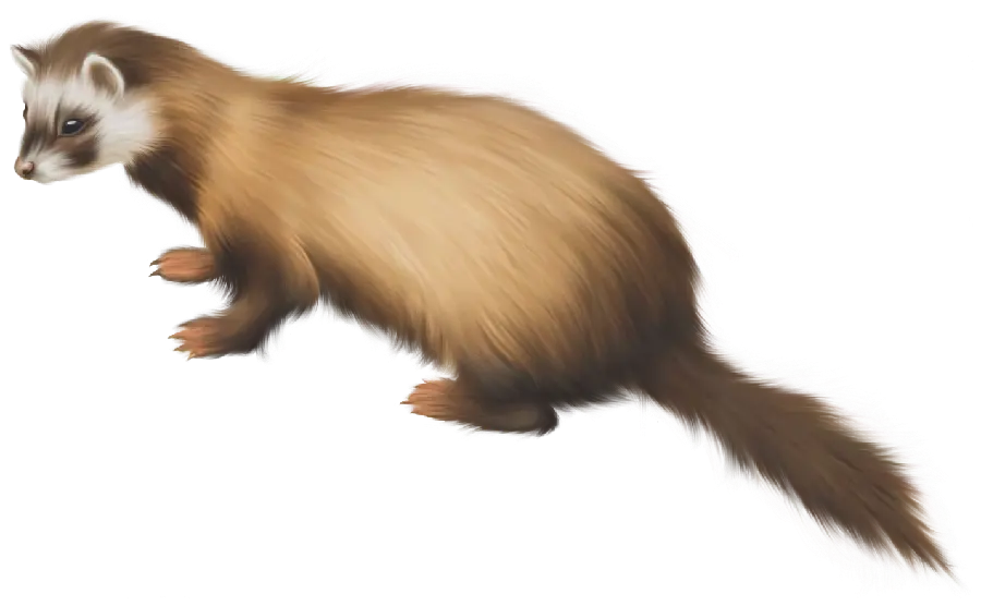 Graphic stock image without background of otter PNG