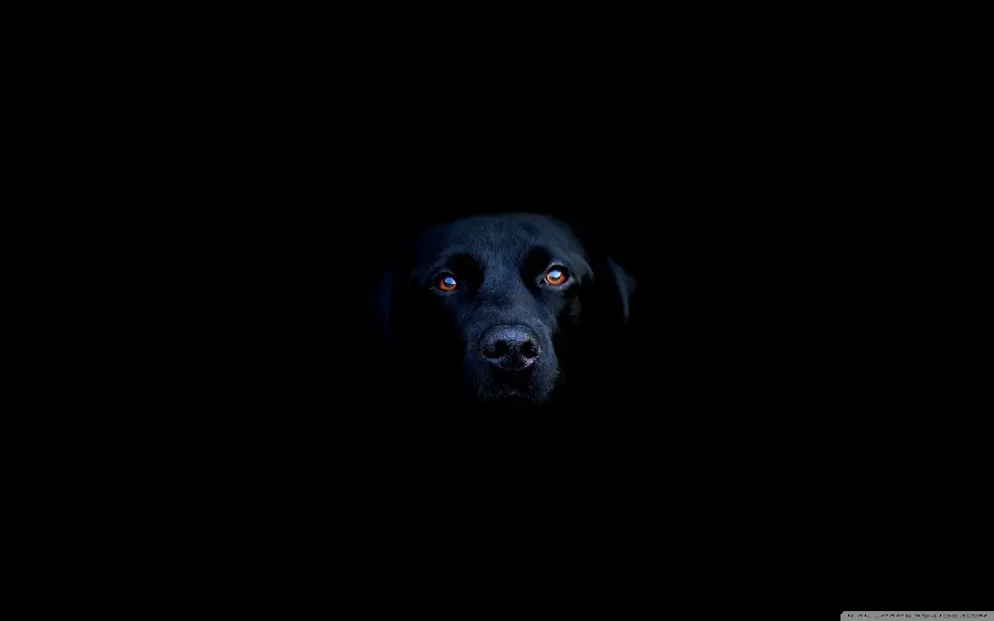 Black Dog Background Photo with Dark Theme for Dark Theme Lovers