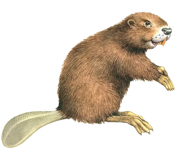 Beaver