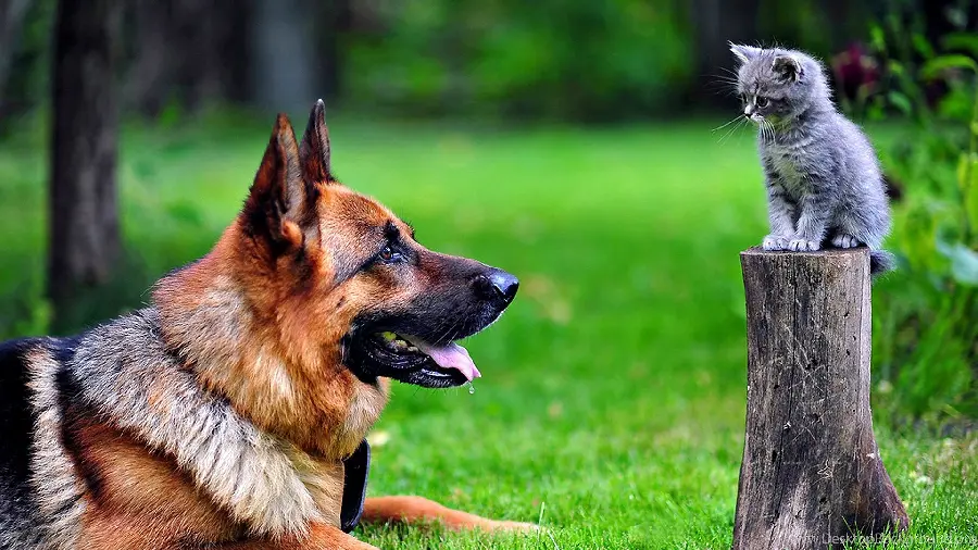 Awesome 4K quality dog ​​wallpaper