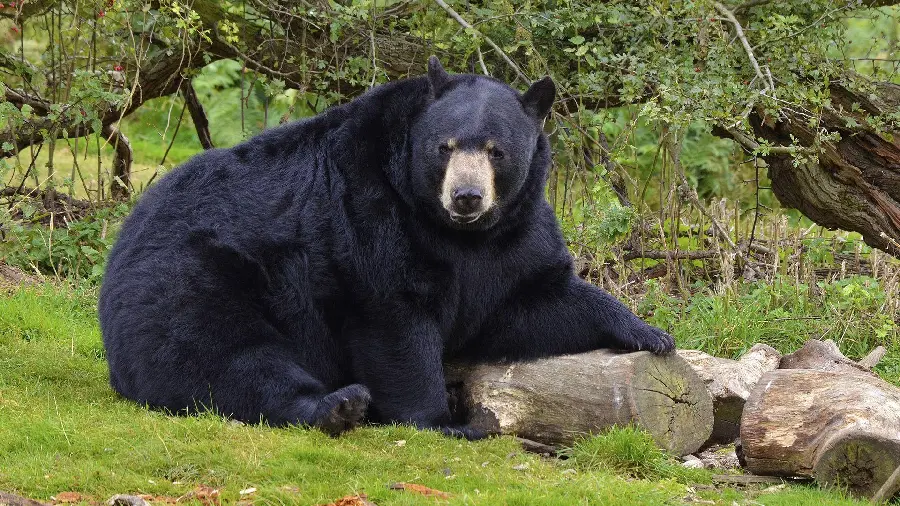 Olympic Black Bear Background in the Wild HD