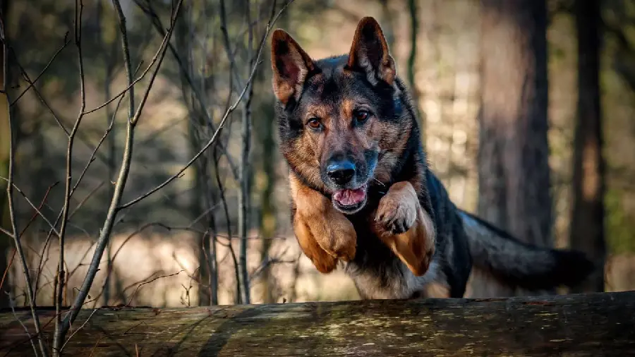 Wallpaper of the German Shepherd Rex dog known as the German Shepherd