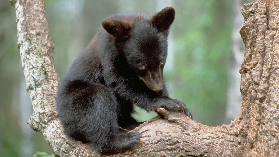 Cute Black Bear Cub Photo on Tree in HD Quality