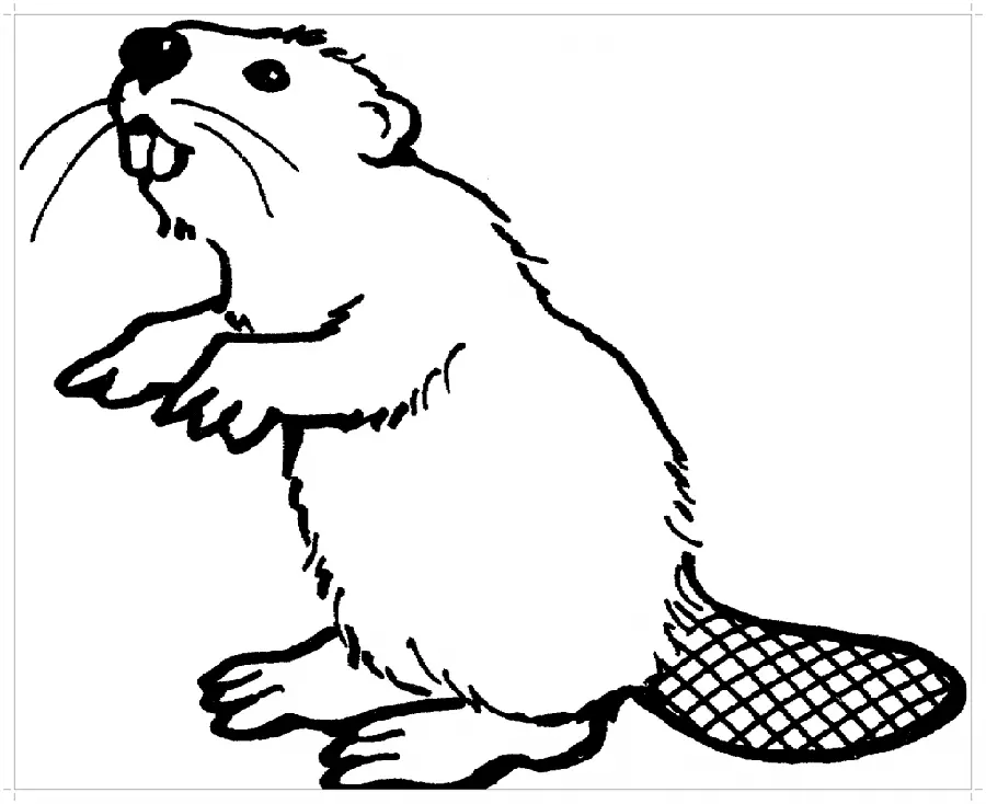 Cool Beaver PNG Profile Picture Ready for Photoshop 