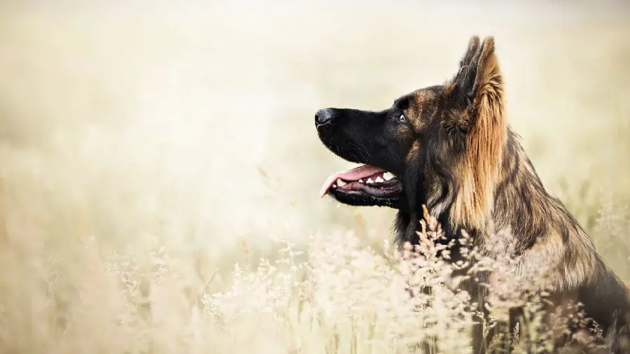 Download German Shepherd Rex Dog Picture for Profile 