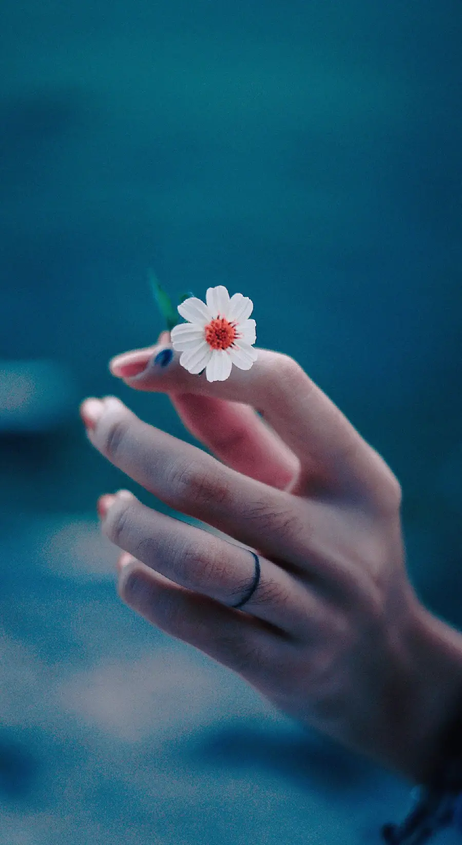 A very, very beautiful picture of a hand holding a flower on the sea for wallpaper