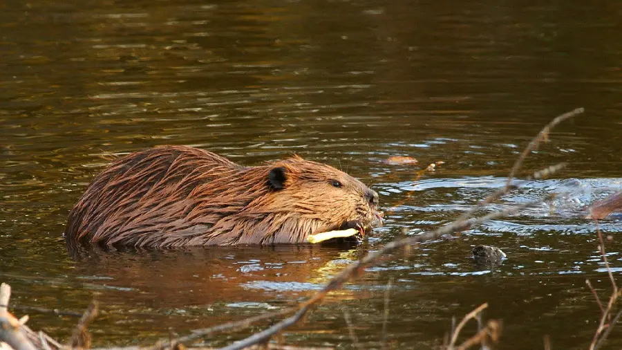 Photo taken of beaver in the wild for documentary makers