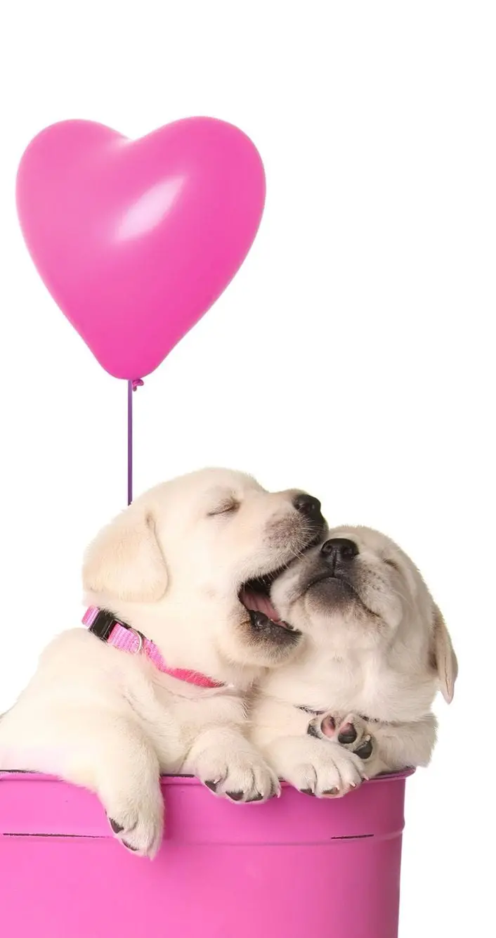 Cute Valentine dog background photo for phone background
