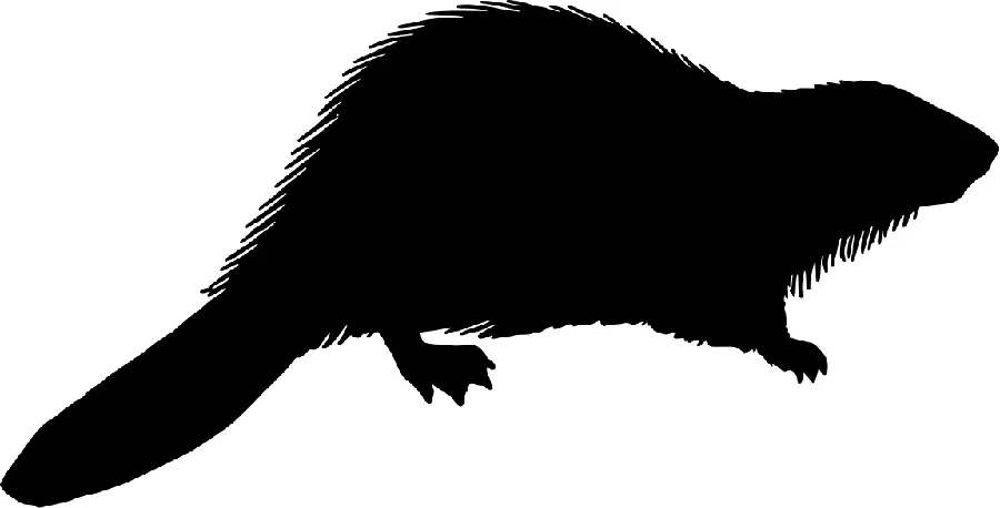 Background Photo Without Background of Beaver Shadow PNG