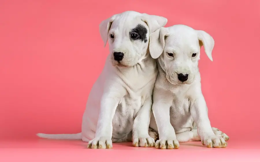 Profile photo of big and fierce Dogo Argentino puppies