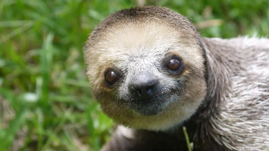 Unique wallpaper of a three-toed pygmy sloth