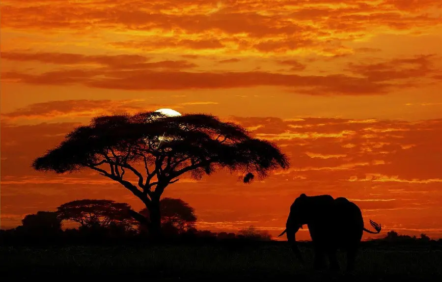 Download the profile and mobile background of nature and the shadow of elephants 