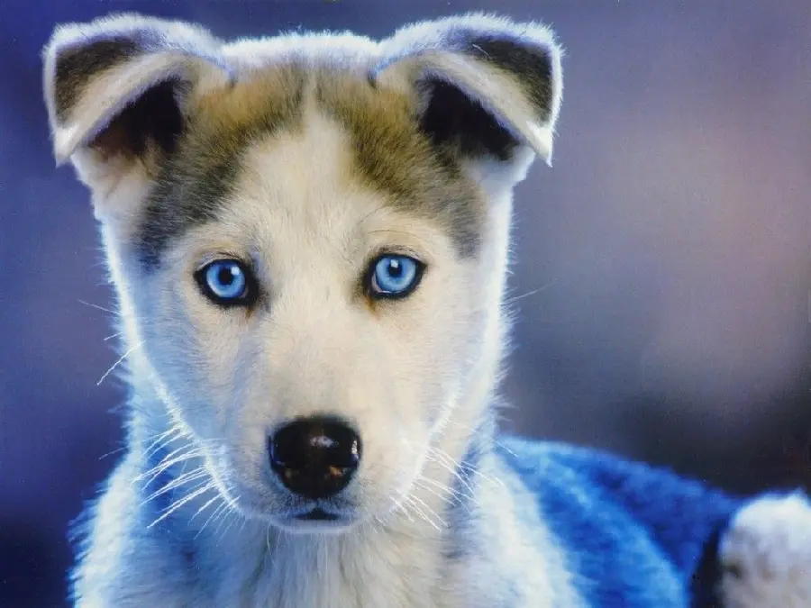 Stock photo of a red husky with a blurred background and folio