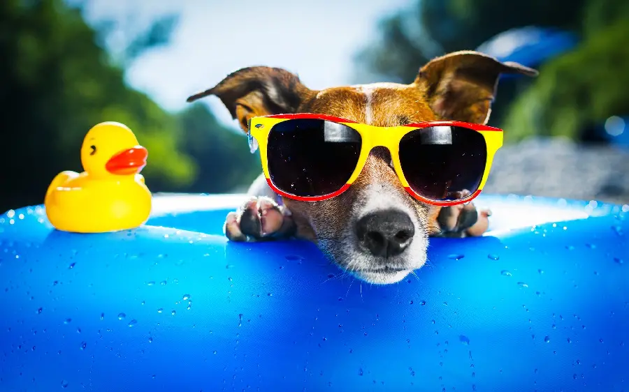 Download high-quality and excellent wallpapers for desktop backgrounds of dogs