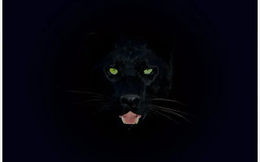 Cool black panther wallpaper with the best possible quality