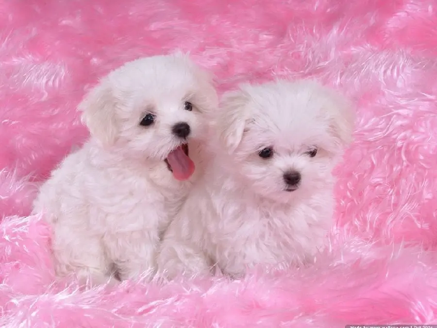 Girly Profile Picture of White and Furry Domestic Dogs