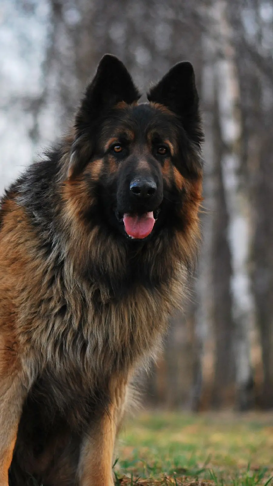 Pleasantly Clear Background For iPhone Of German Shepherd