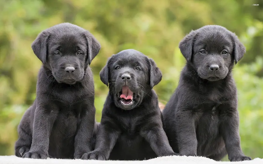 Download Labrador image Black Retriever for Print