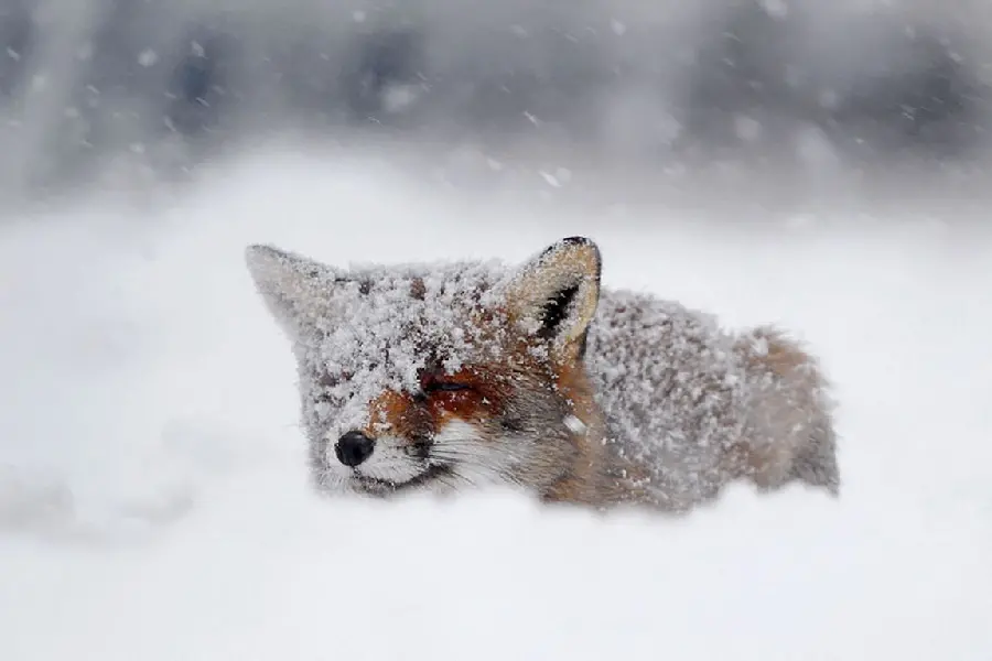 Background photo of a fox trapped in the arctic snow