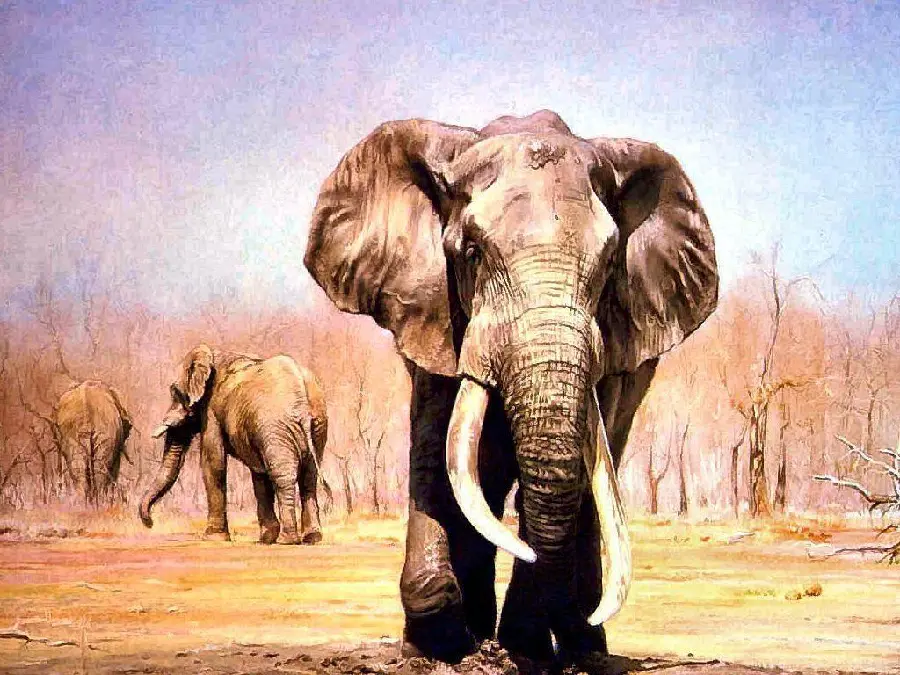 Photo of elephant migration due to grassland fires and lack of water and food