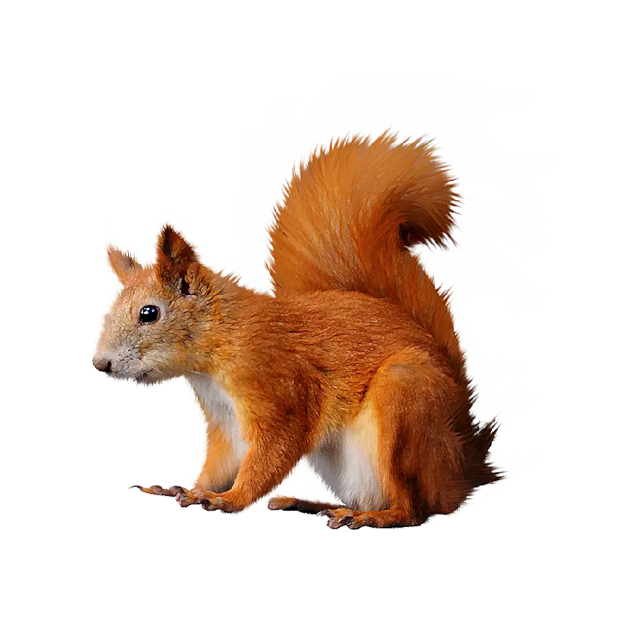 Squirrel image Cute rodent animal photo for funny background 