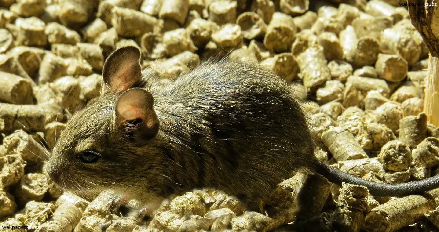 Photo of a small gray mouse with quality for profile