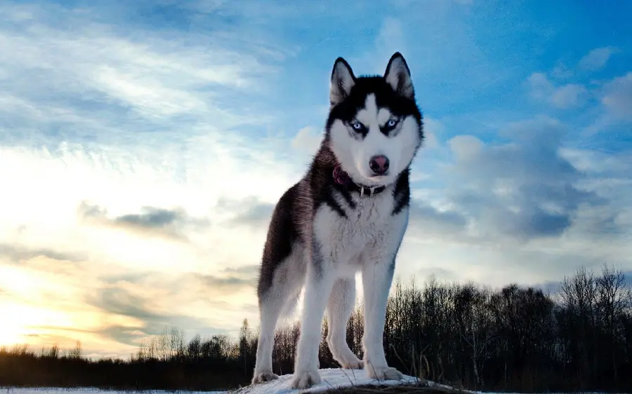 Husky background with a cool sunset background