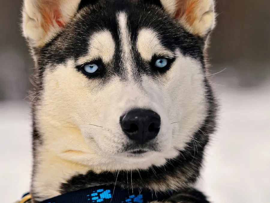 Husky profile picture for pet fans