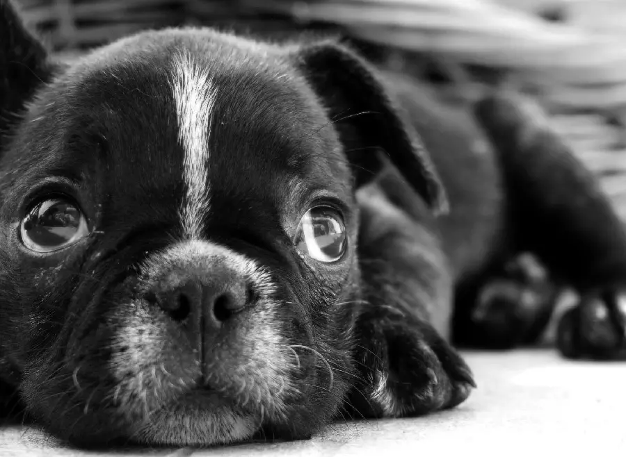 So Black and white background of a cute sleeping dog for desktop 