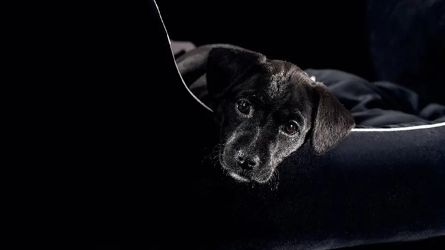 Awesome dog background photos in high quality 4K