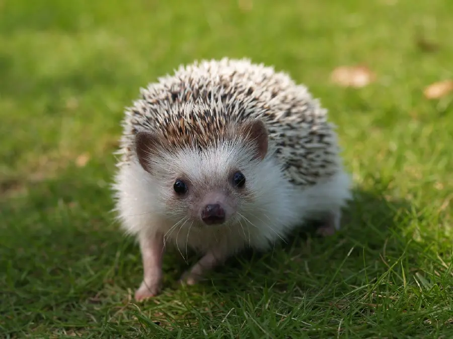 Special and high-quality profile photo of a baby hedgehog