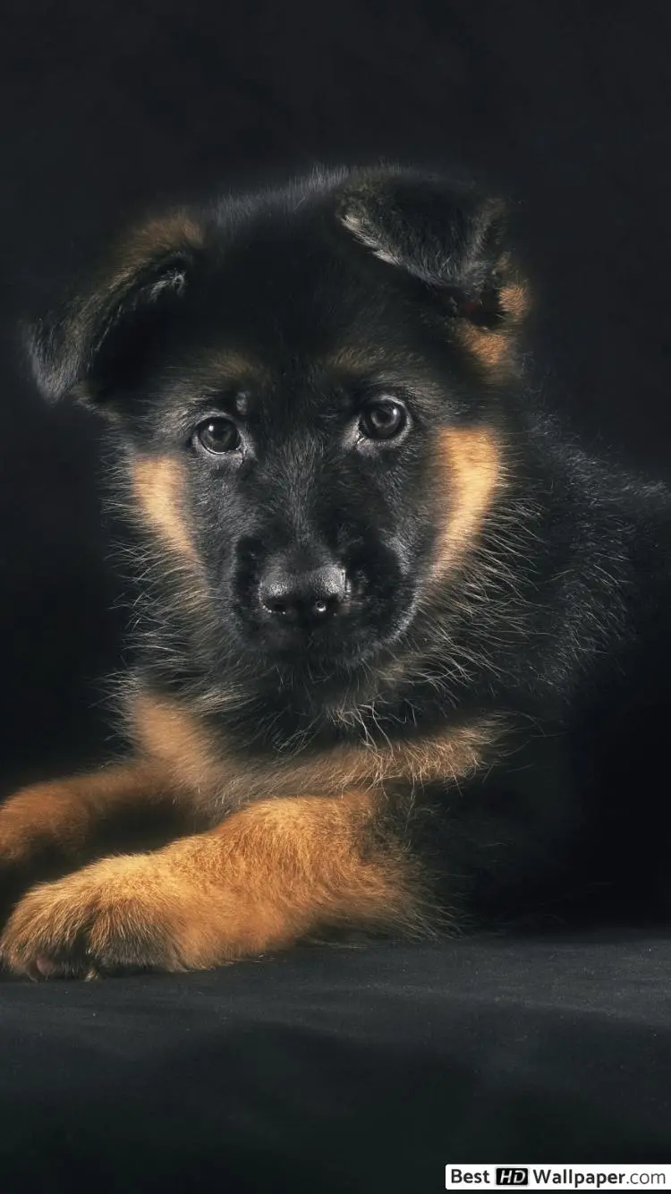 Background Image of German Shepherd Dog for iPhone 