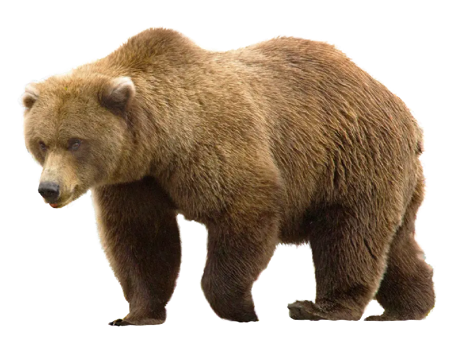 Stock photo without background for animal lovers bear PNG