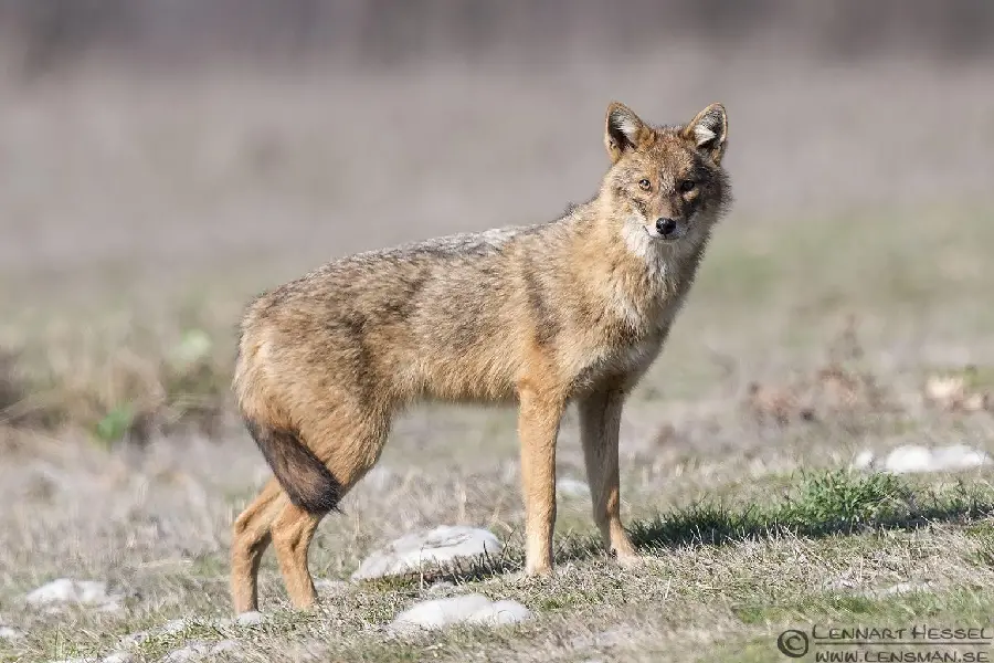 Stock image of jackal for laptop and desktop background