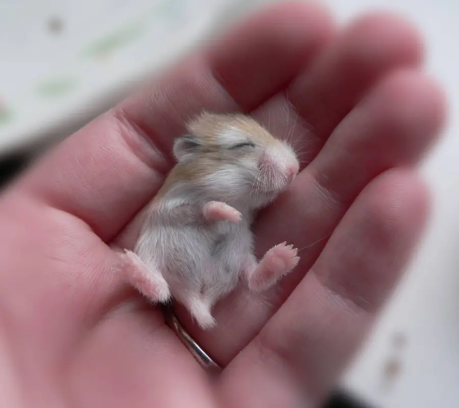 Image of a baby hamster