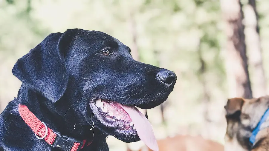 Black Labrador Retriever Wallpaper with Light Editing and Attractive
