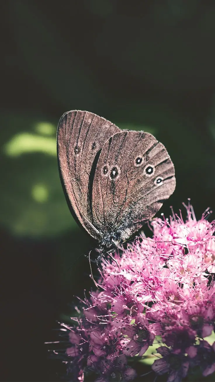 Pure photo of a butterfly with wings for iPhones